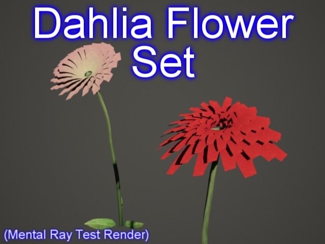 set dahlia  flowers  3d  model 